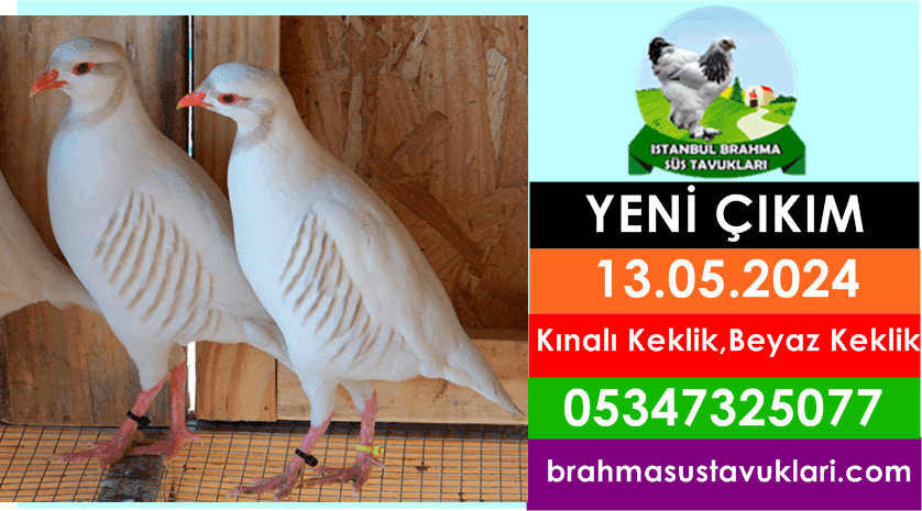 Yeni Çıkım 13.05.2024 - Beyaz Keklik , Kınalı Keklik
