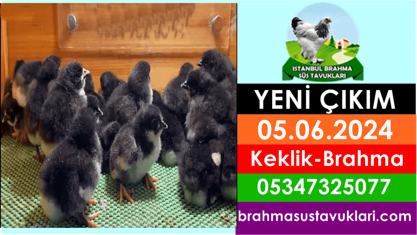 Yeni Çıkım 05.06.2024 - Beyaz Keklik, Karışık Brahma