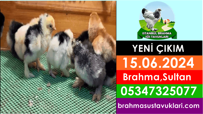 Yeni Çıkım 15.06.2024 - Brahma Porselen, Osmanlı Sultan