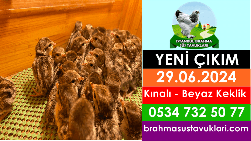 Yeni Çıkım 29.06.2024 - Kınalı Keklik, Beyaz Keklik