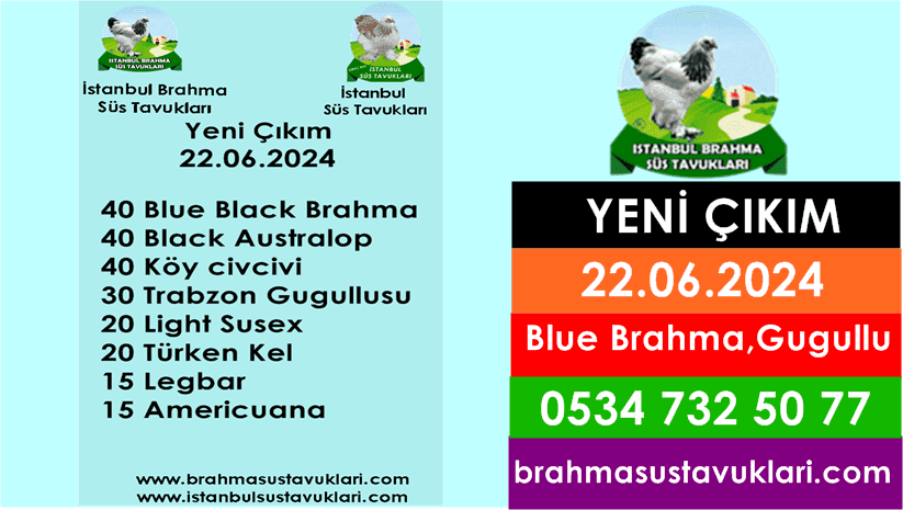 Yeni Çıkım 22.06.2024 - Blue Brahma, Trabzon Gugullu