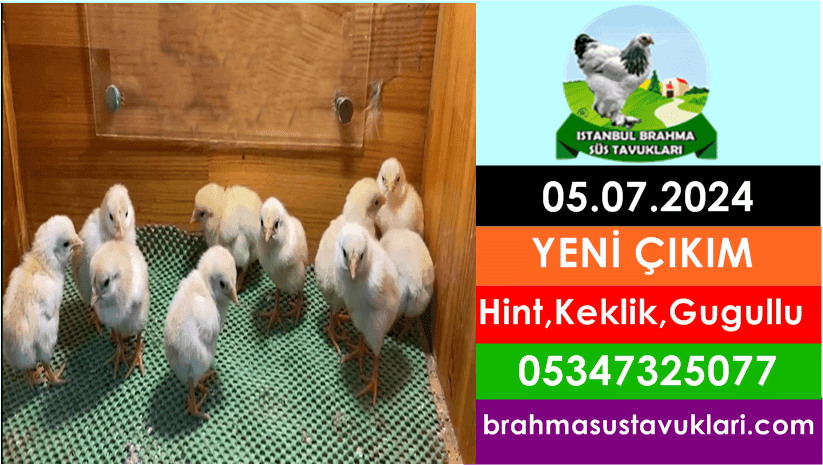 Yeni Çıkım 05.07.2024 - Hint,Keklik,Gugullu