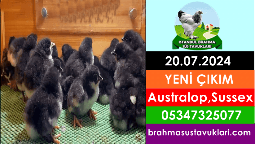 Yeni Çıkım 20.07.2024 - Black Australop, Light Sussex