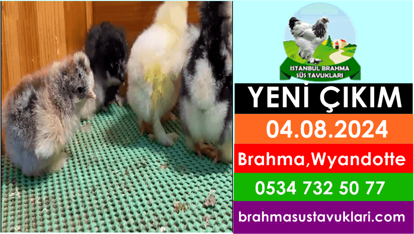 Yeni Çıkım 04.08.2024 - Brahma,Wyandotte