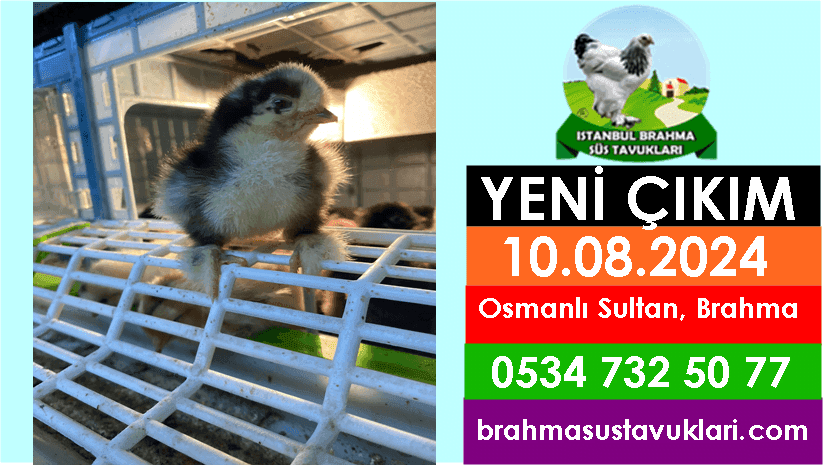 Yeni Çıkım 10.08.2024 - Osmanlı Sultan, Brahma