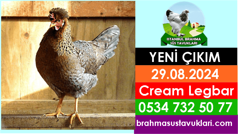 Yeni Çıkım 29.08.2024 - Cream Legbar,Rhode İsland