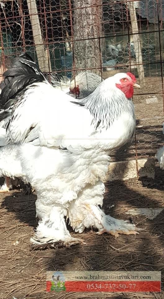 SATILIK DAMIZLIK LİGHT BRAHMA VE SİLVER WYANDOTTE