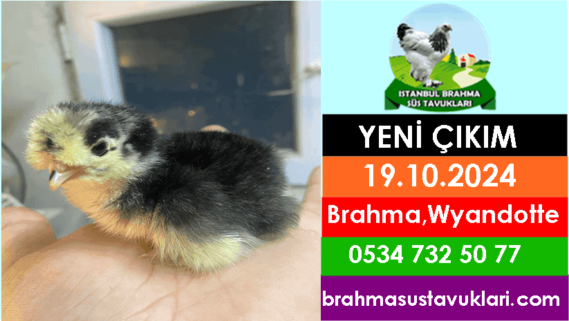 Yeni Çıkım 19.10.2024 - Brahma, Wyandotte