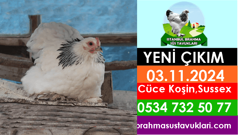 Yeni Çıkım 03.11.2024 – Cüce Koşin, Sussex
