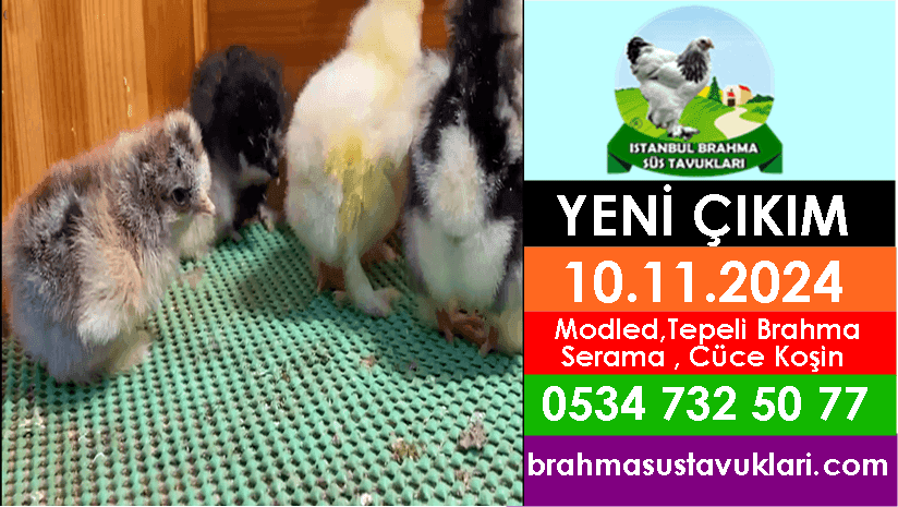 Yeni Çıkım 10.11.2024 - Modled Tepeli Brahma,Serama