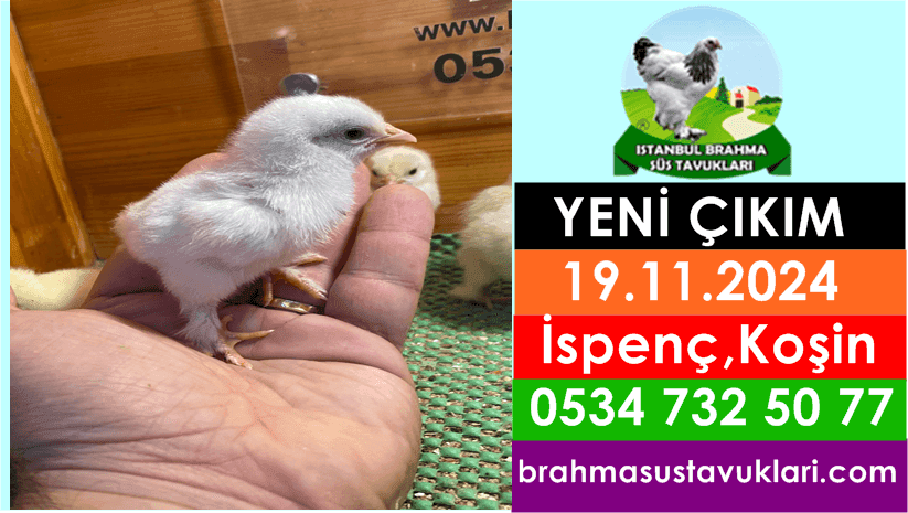 Yeni Çıkım 19.11.2024 - İspenç, Cüce Koşin