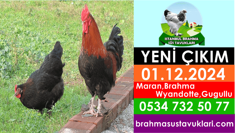 Yeni Çıkım 01.12.24 - Maran,Brahma,Wyandotte,Gugullu