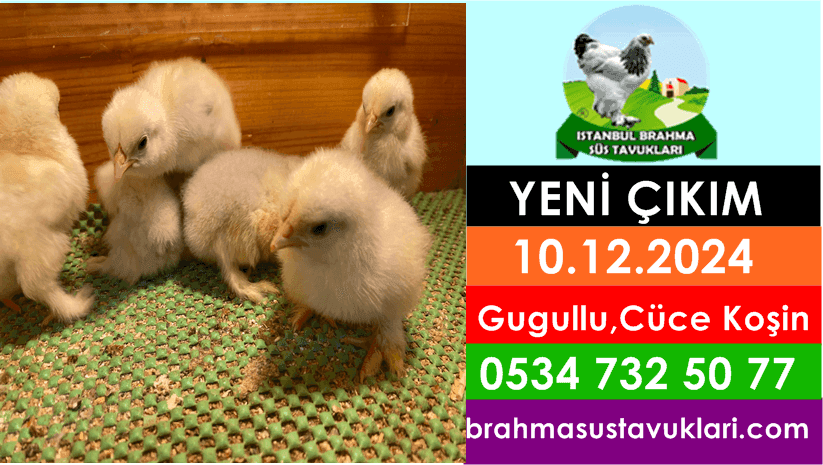 Yeni Çıkım 10.12.2024 - Gugullu, Cüce Koşin