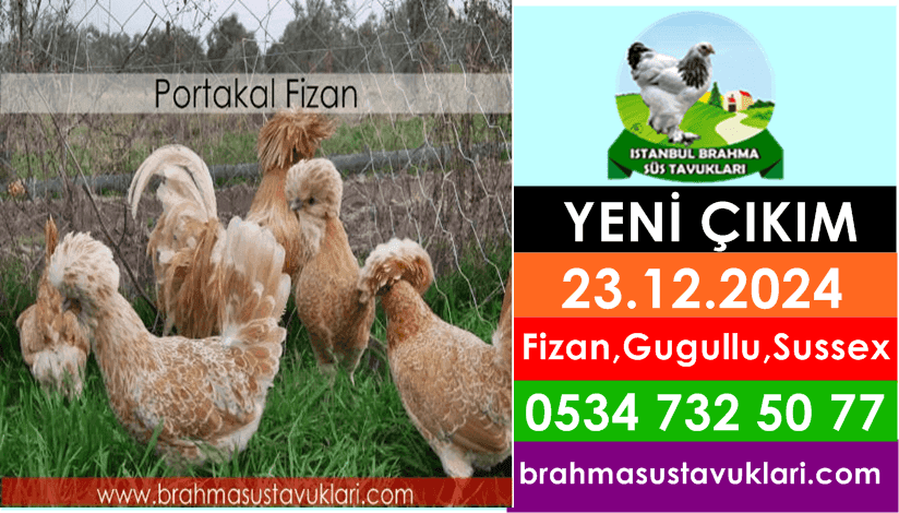 Yeni Çıkım 23.12.24 - Fizan,Gugullu,Sussex