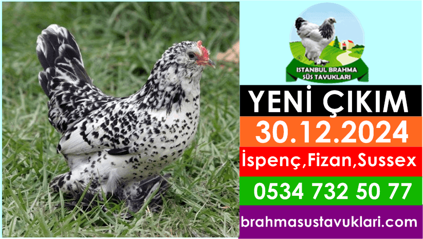 Yeni Çıkım 30.12.2024 - İspenç,Fizan,Gugullu