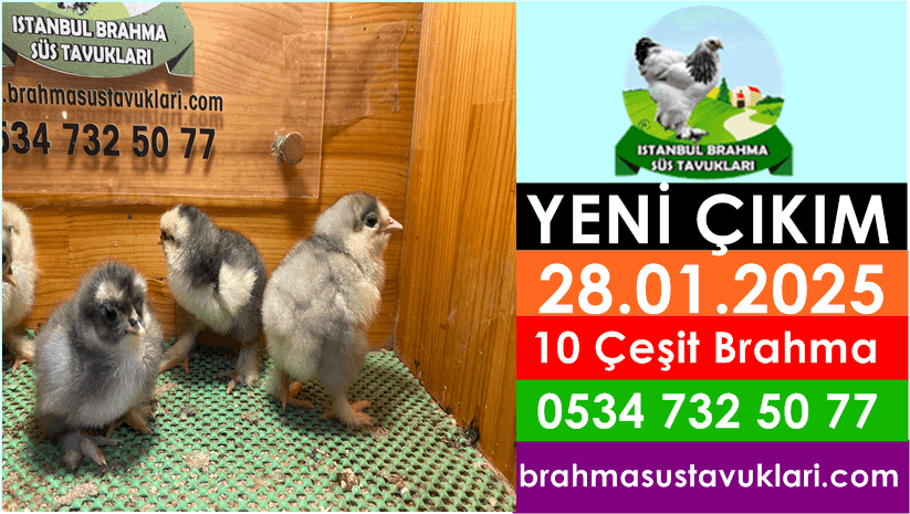 Yeni Çıkım 28.01.2025 - 10 Çeşit Brahma Civcivler