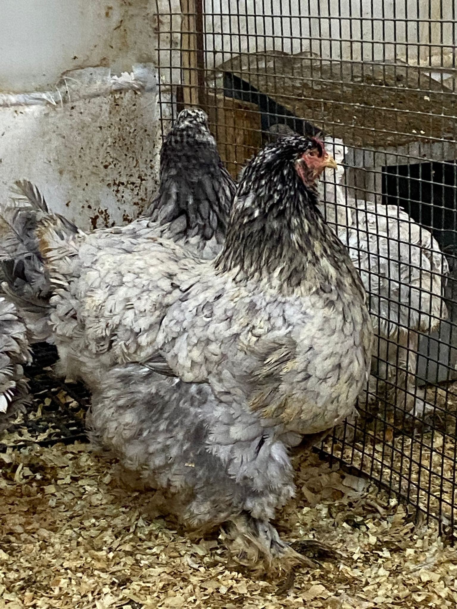 Blue Moddlet Brahma Kuluçkalık Yumurta