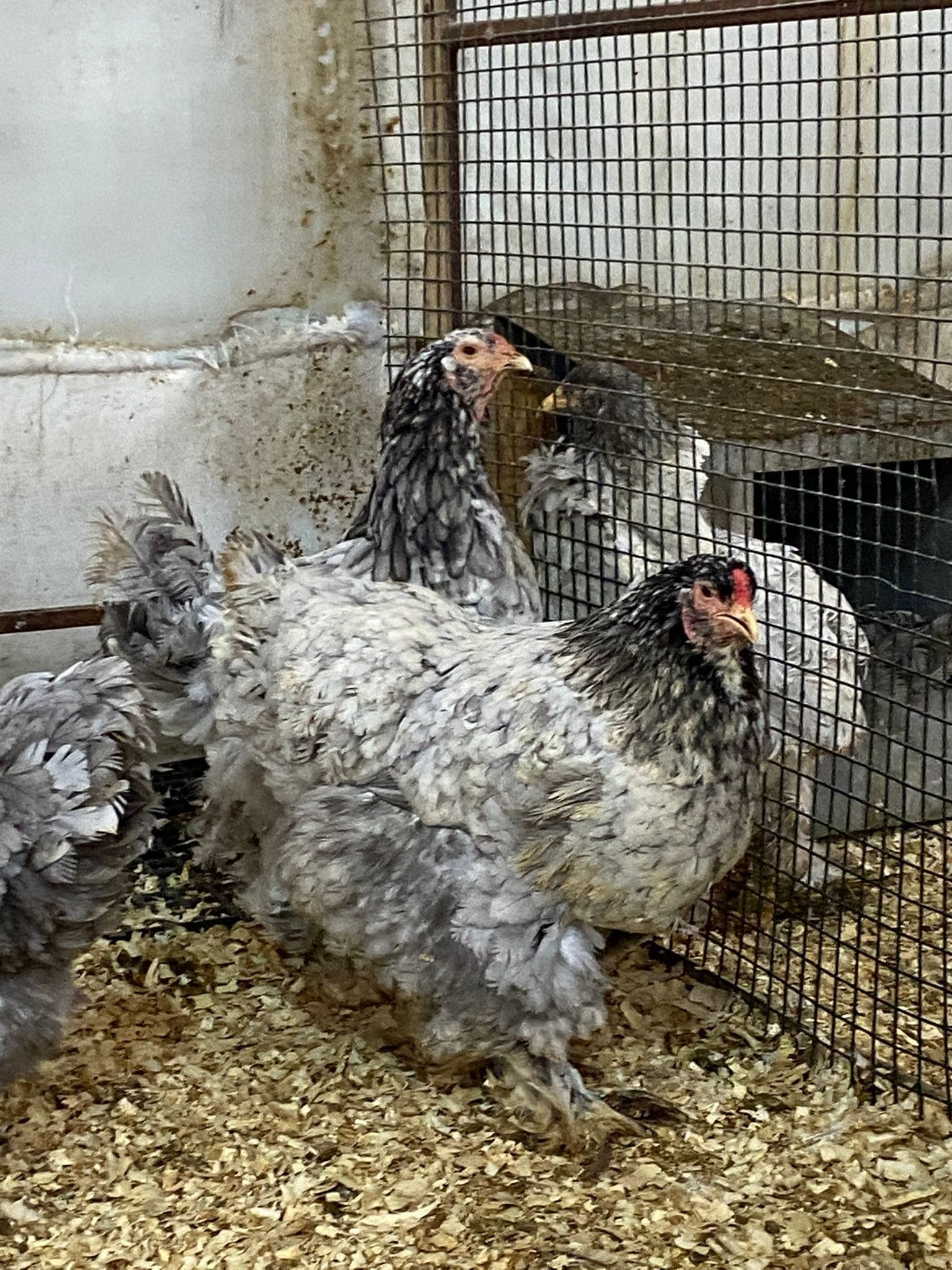 Blue Moddlet Brahma Kuluçkalık Yumurta