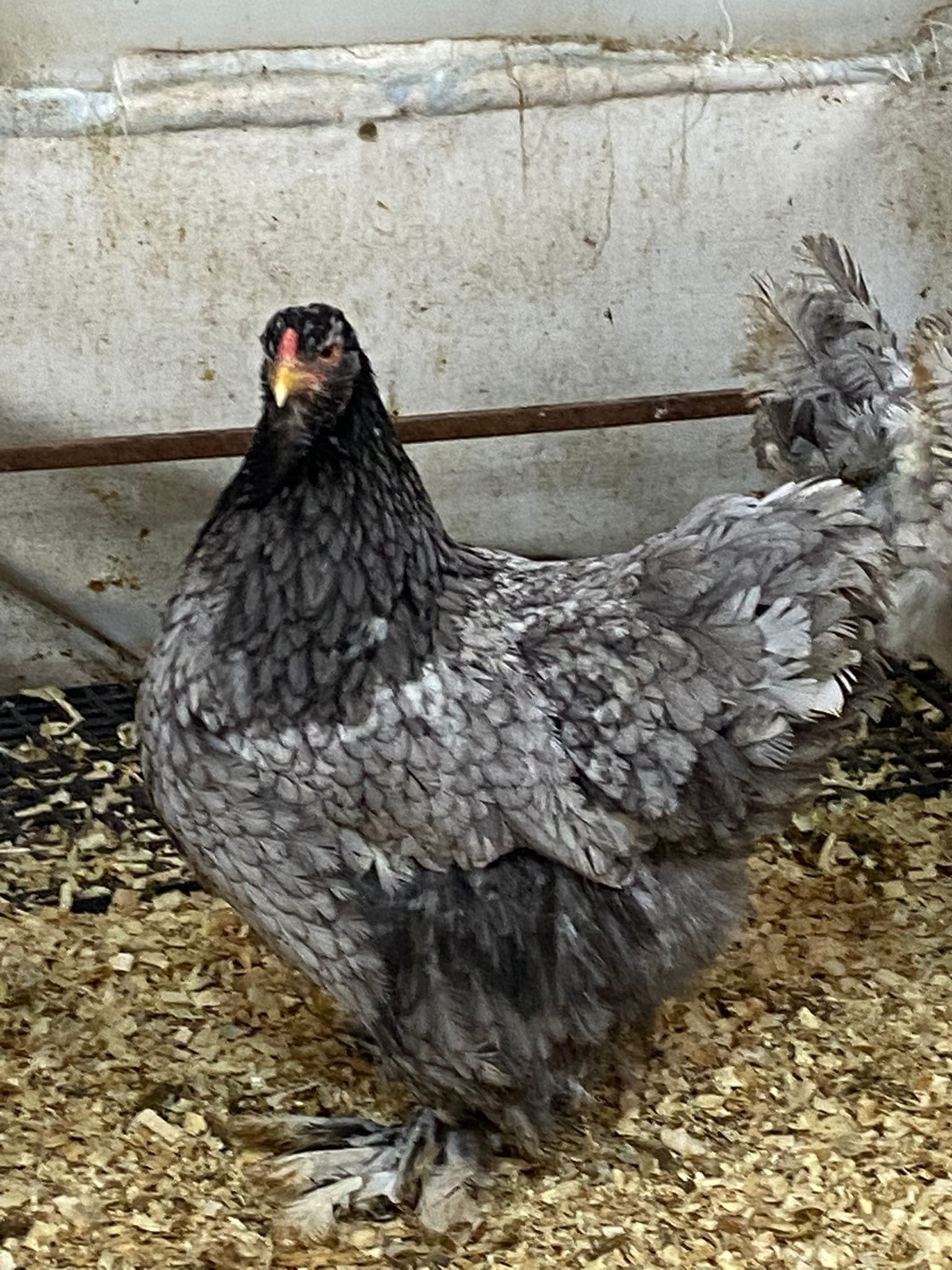 Blue Moddlet Brahma Kuluçkalık Yumurta