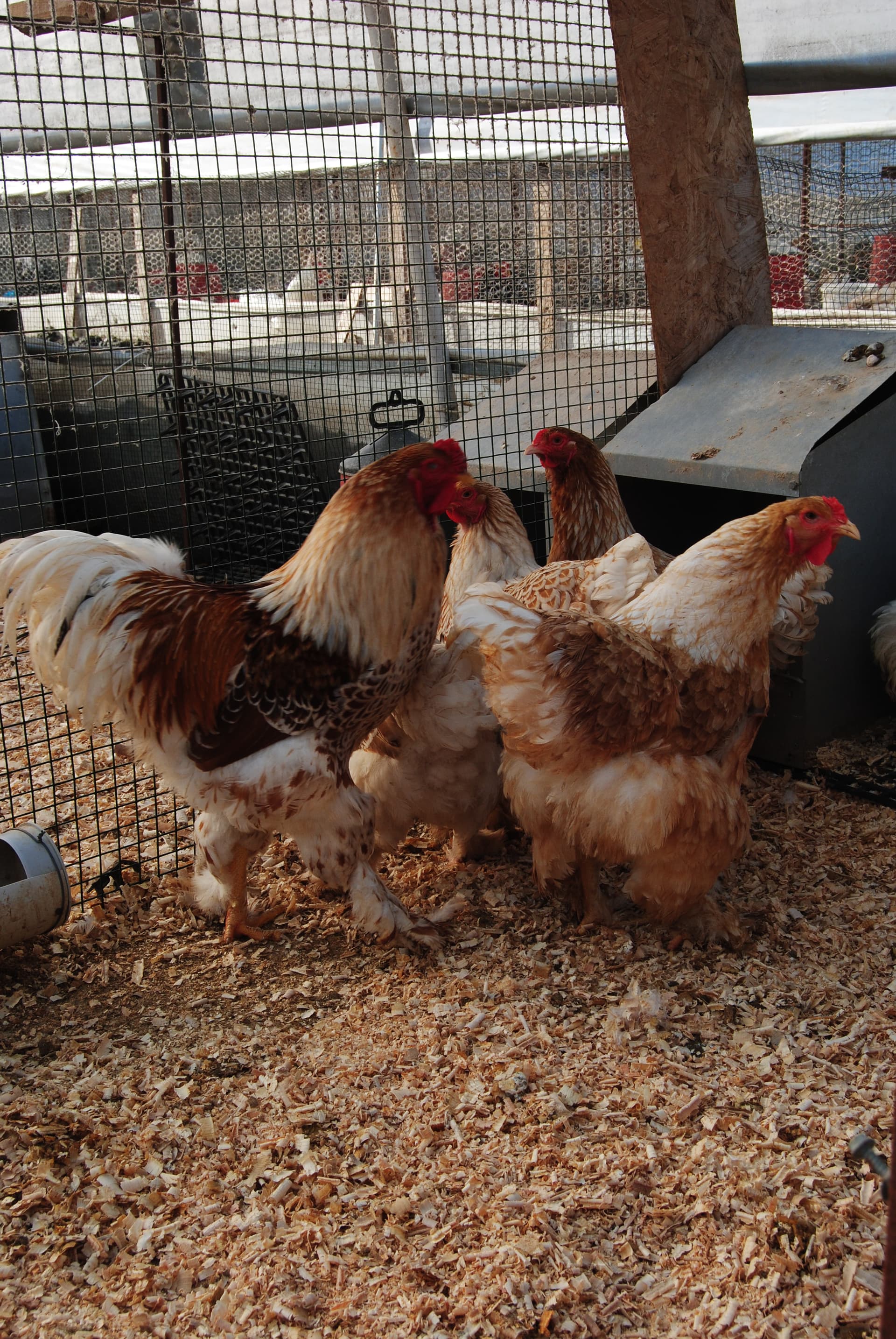 Buff Laced Brahma Kuluçkalık Yumurta