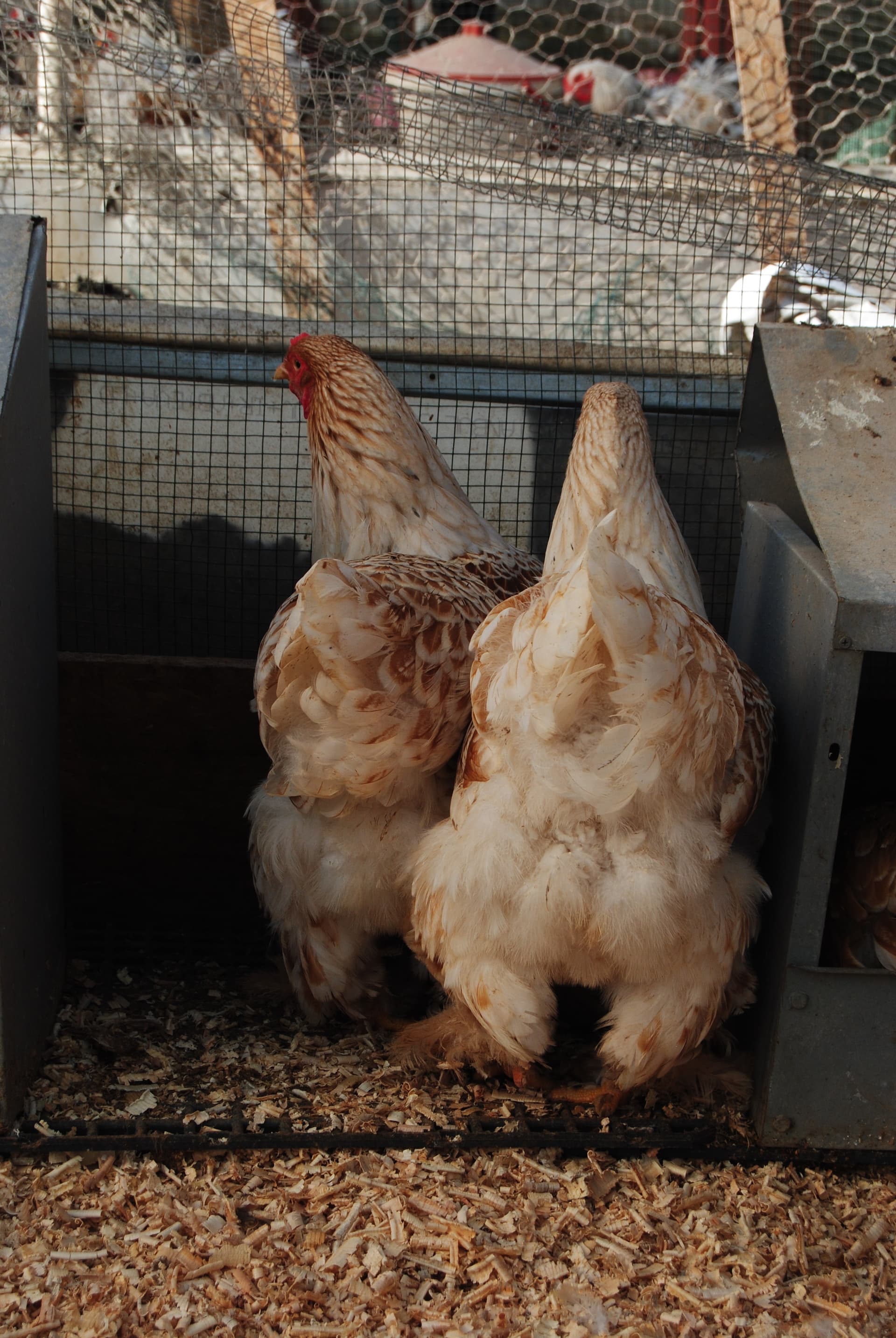 Buff Laced Brahma Kuluçkalık Yumurta