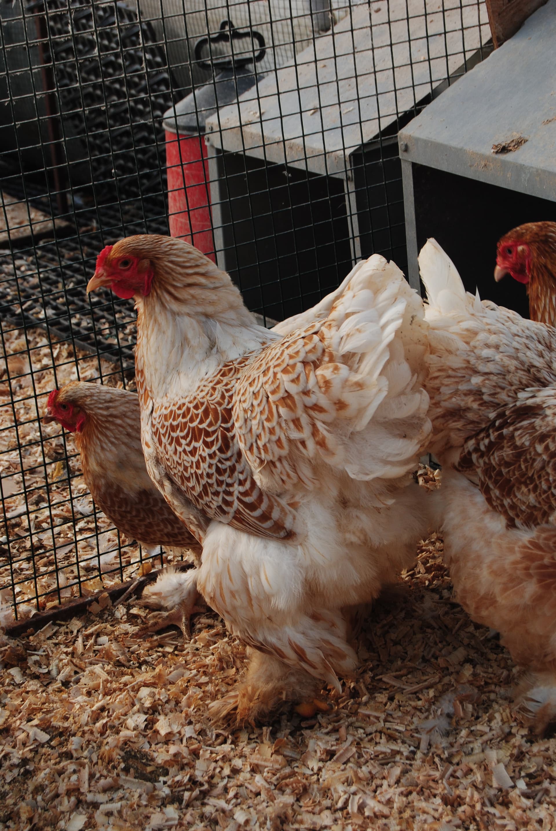 Buff Laced Brahma Kuluçkalık Yumurta