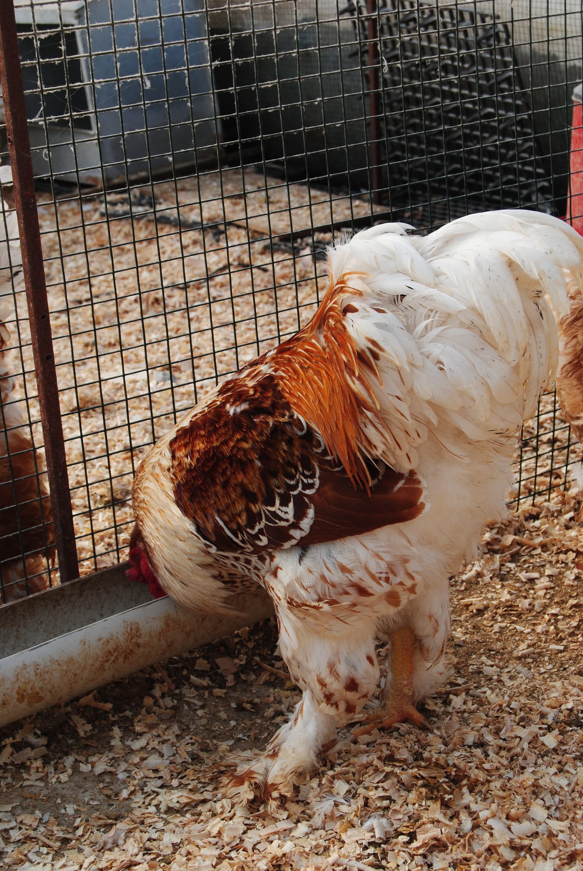 Buff Laced Brahma Kuluçkalık Yumurta