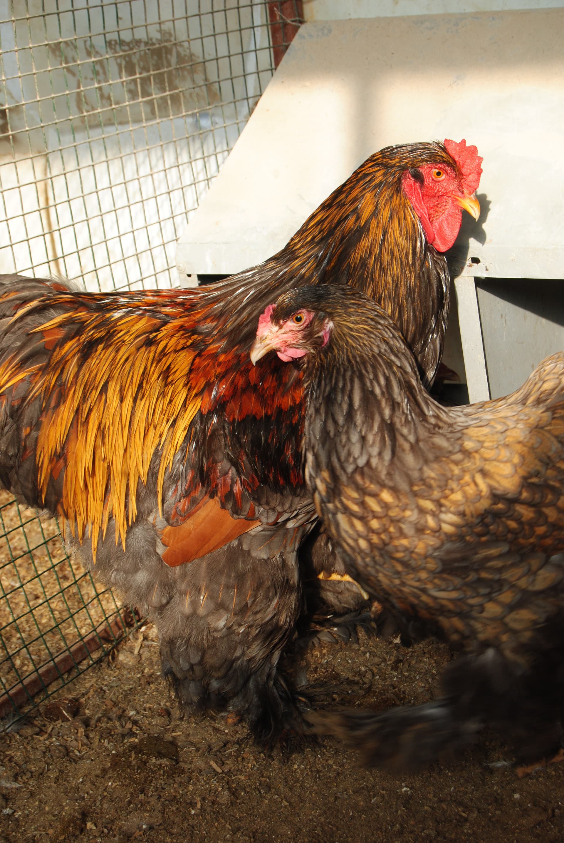 Gold Laced Brahma Tavuk Özellikleri