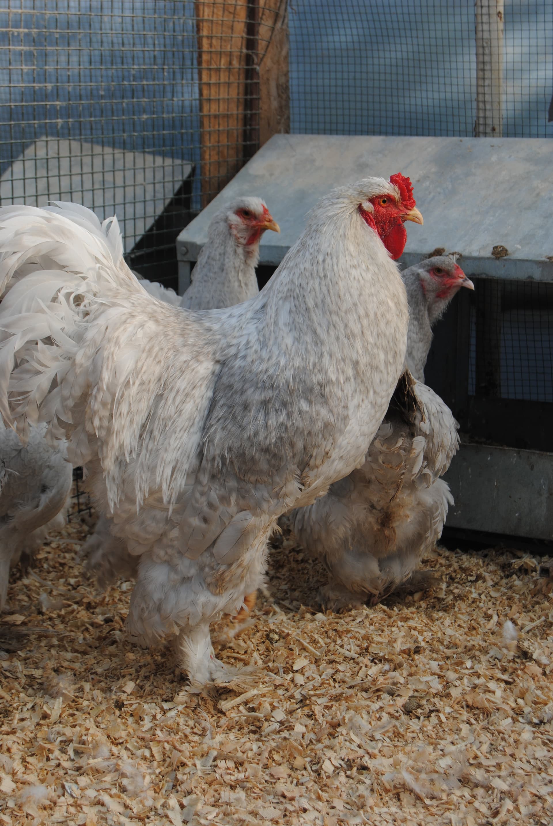 Lavender Coco Brahma Kuluçkalık Yumurta