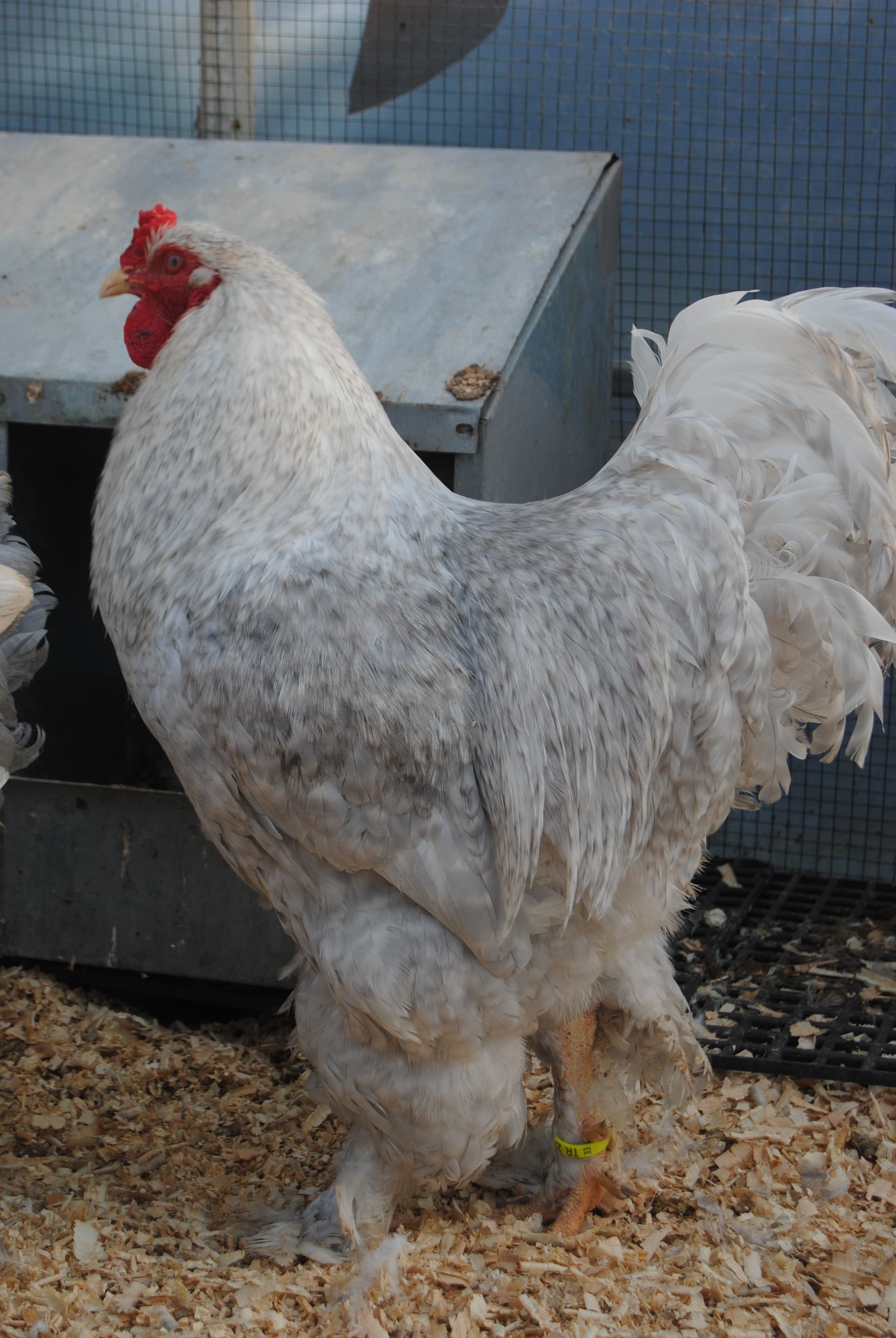 Lavender Coco Brahma Kuluçkalık Yumurta