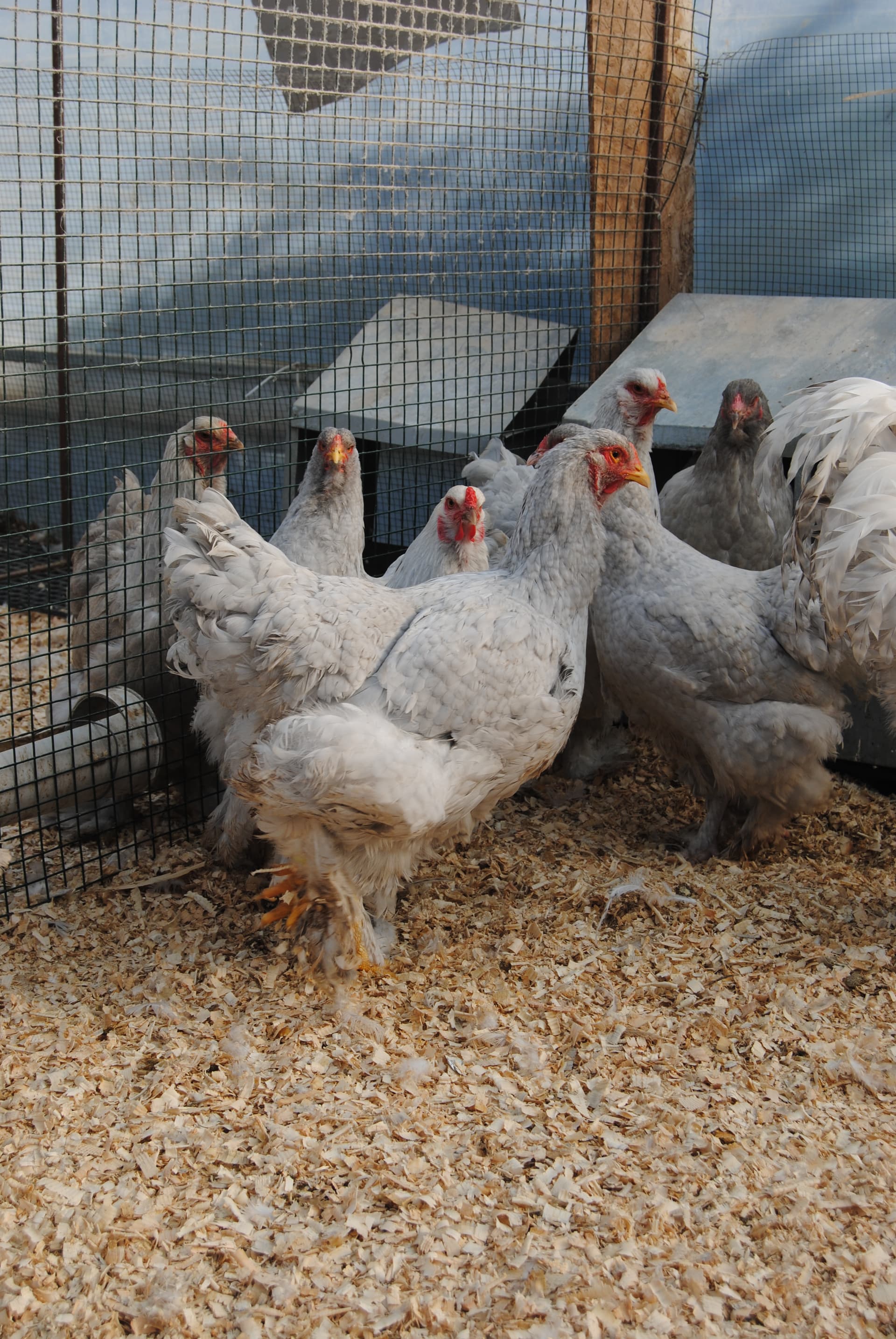 Lavender Coco Brahma Kuluçkalık Yumurta