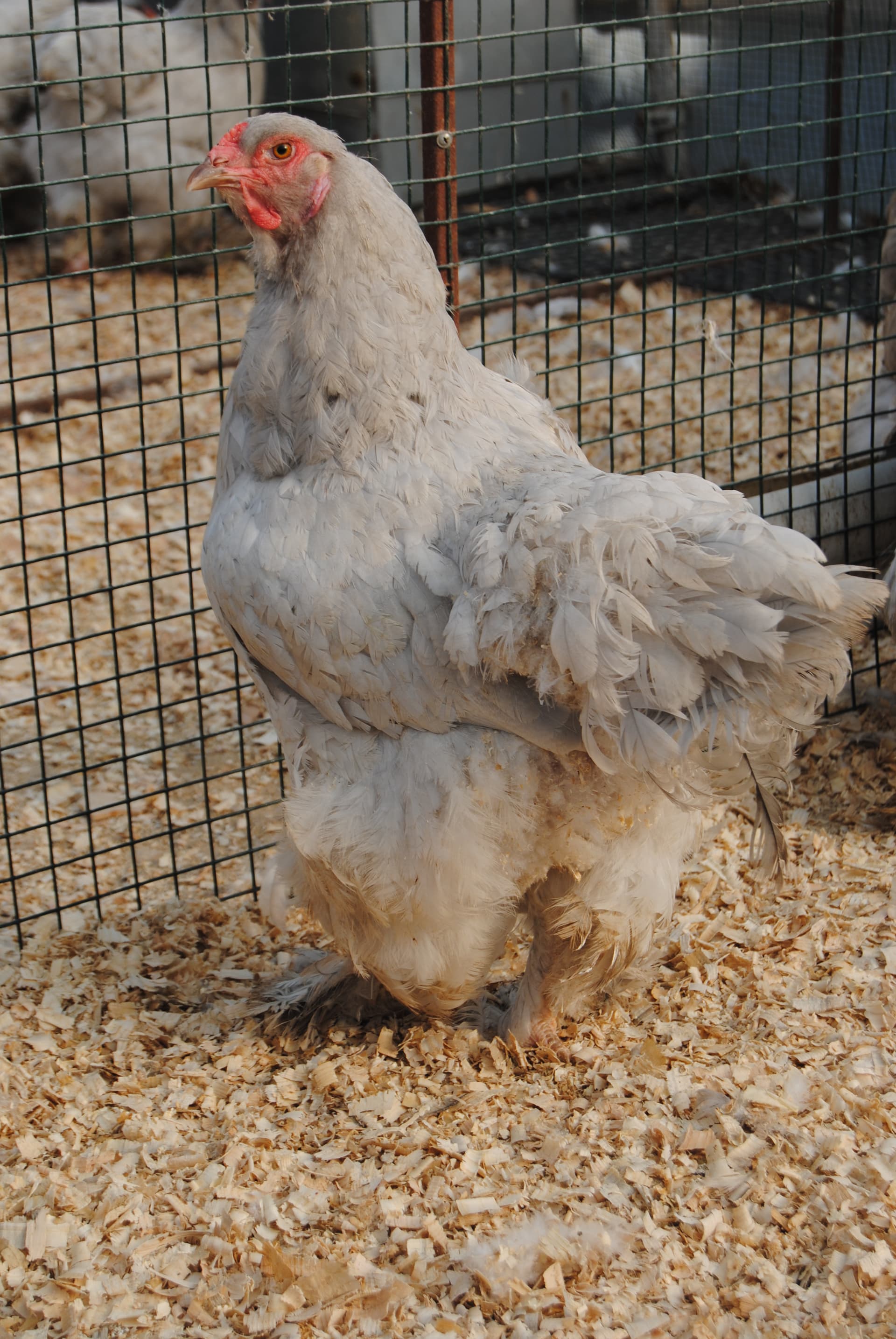 Lavender Coco Brahma Kuluçkalık Yumurta