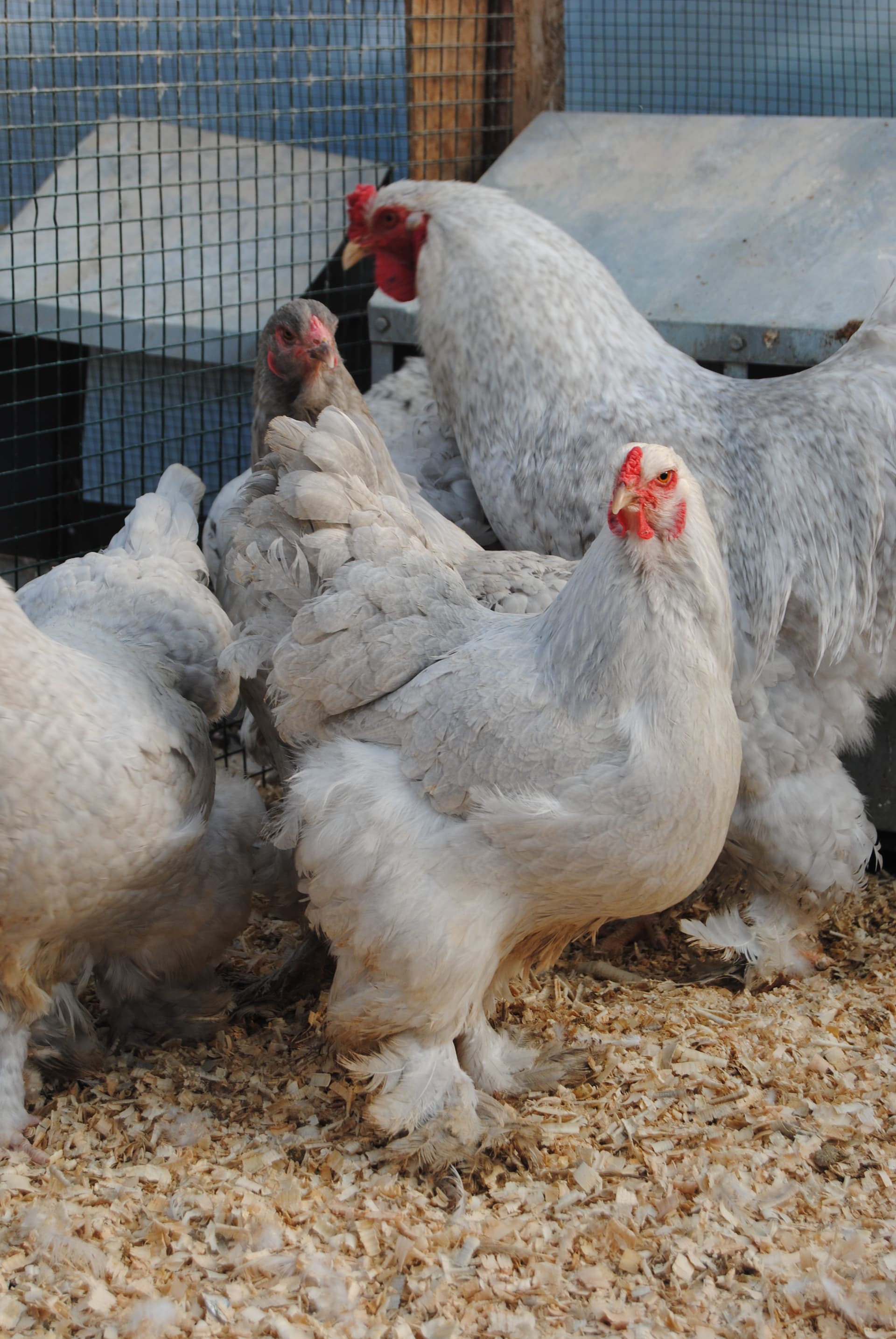 Lavender Coco Brahma Kuluçkalık Yumurta