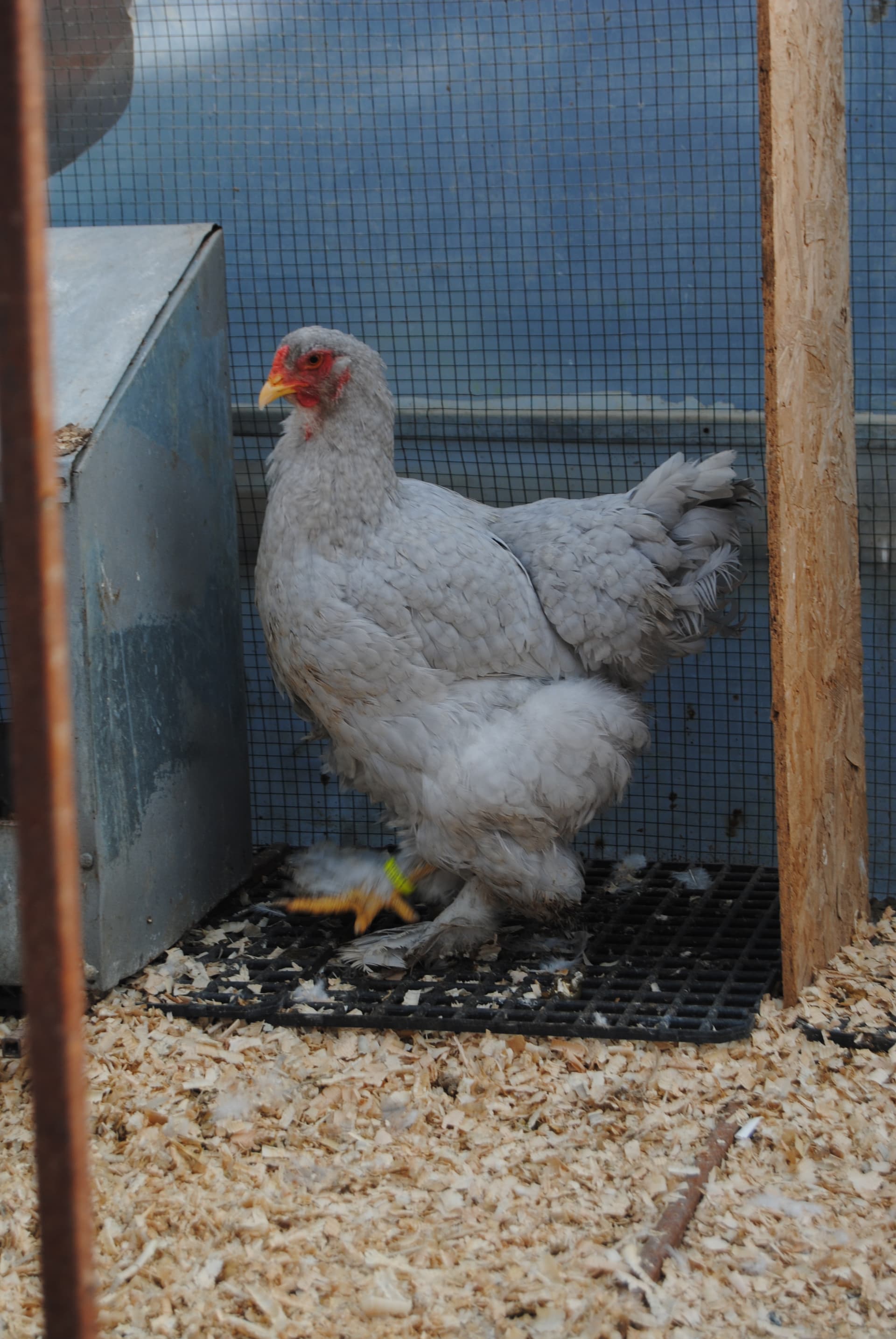 Lavender Coco Brahma Kuluçkalık Yumurta