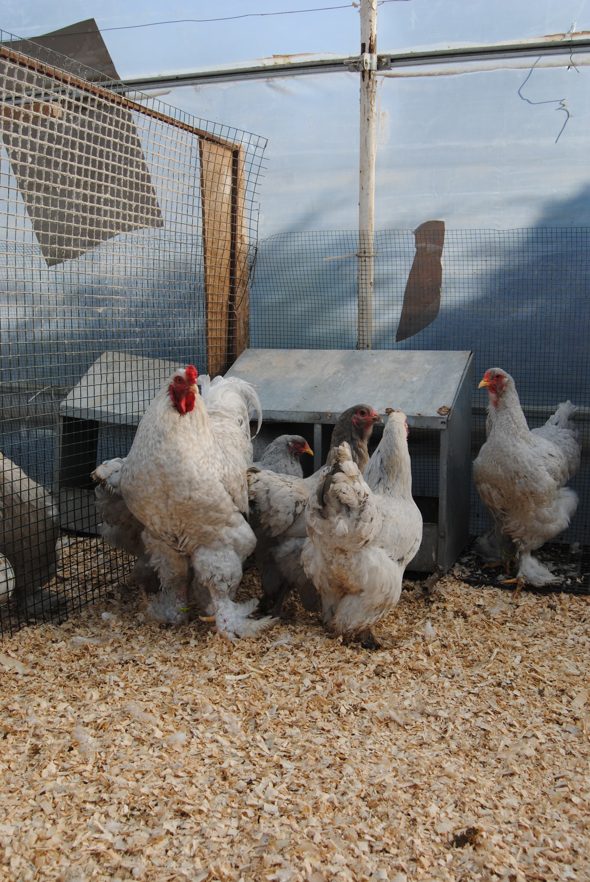 Lavender Coco Brahma Tavuk Özellikleri