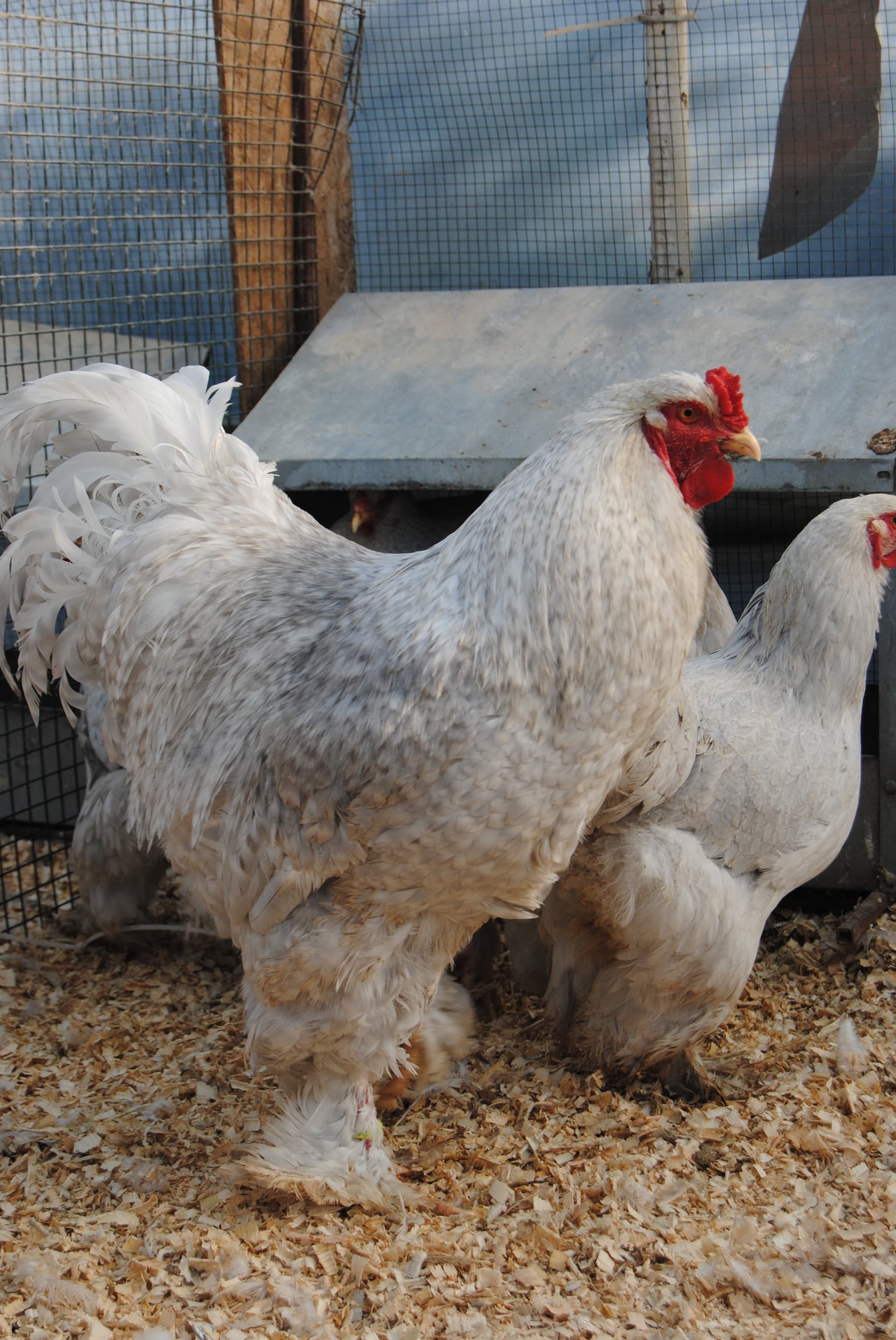 Lavender Coco Brahma Kuluçkalık Yumurta