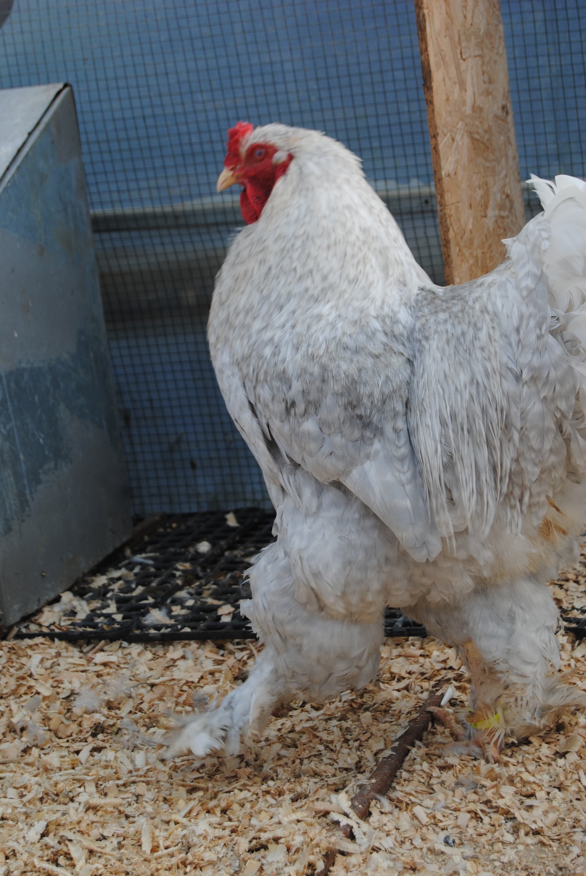 Lavender Coco Brahma Kuluçkalık Yumurta