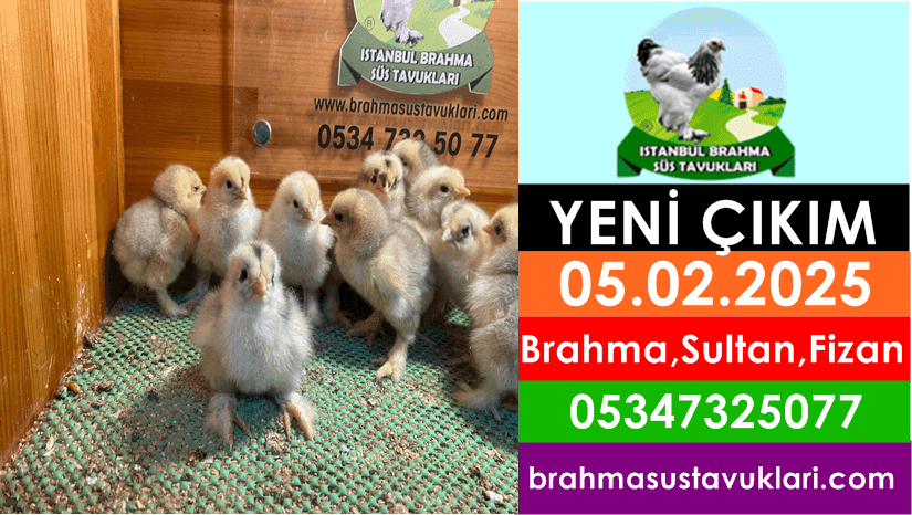 Yeni Çıkım 05.02.2025 - Brahma,Sultan,Rahibe Fizan