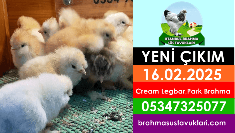 Yeni Çıkım 16.02.2025 - Cream Legbar,Park Brahma