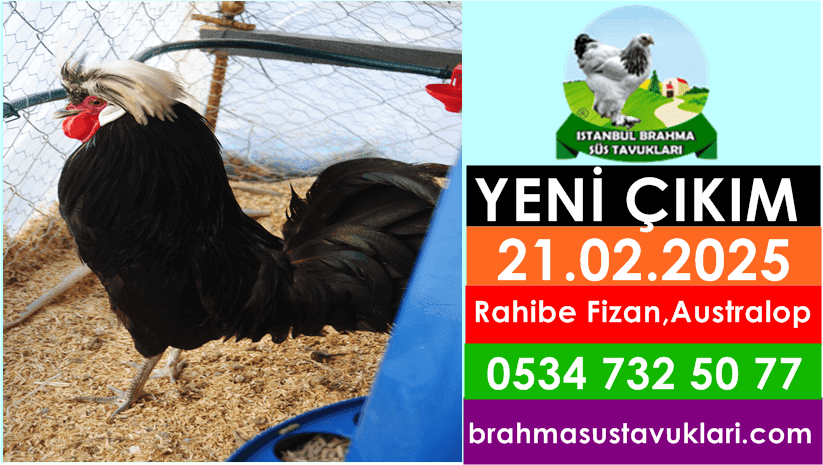 Yeni Çıkım 21.02.2025 - Rahibe Fizan,Australop