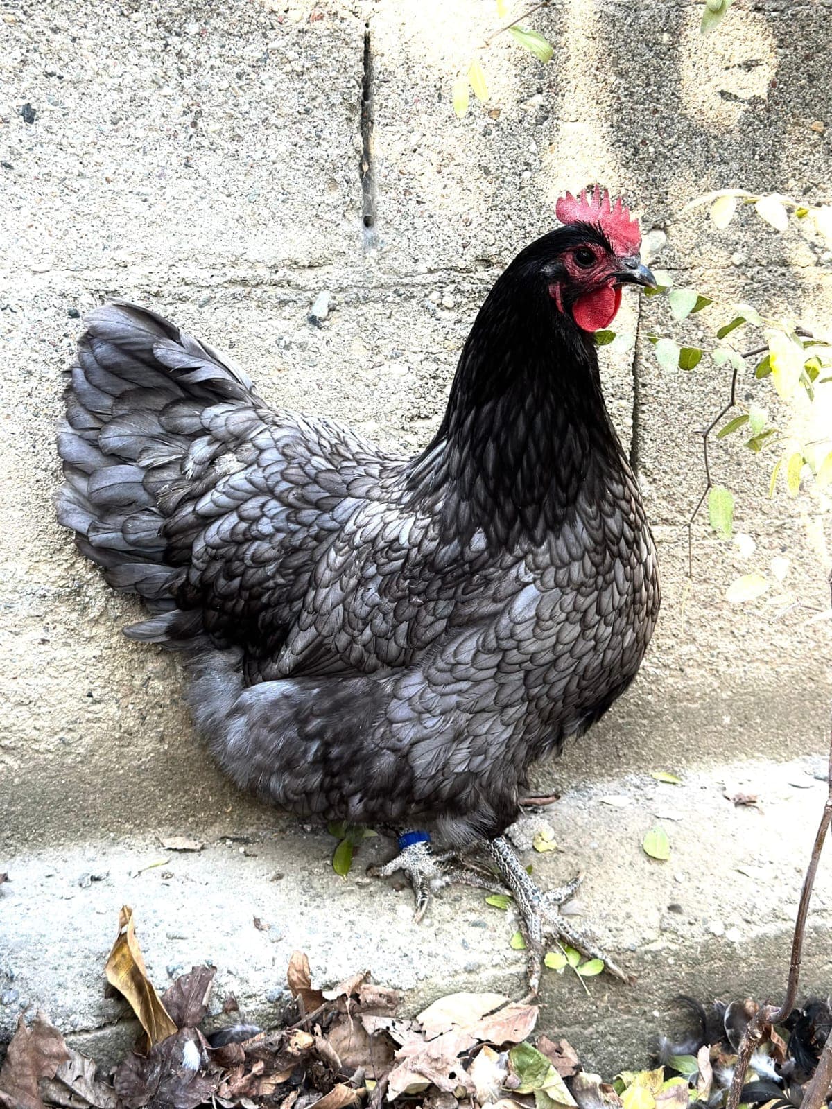 Blue Australorp Tavuk Özellikleri