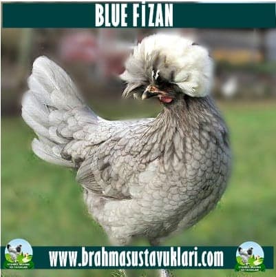 Blue Fizan Kuluçkalık Yumurta