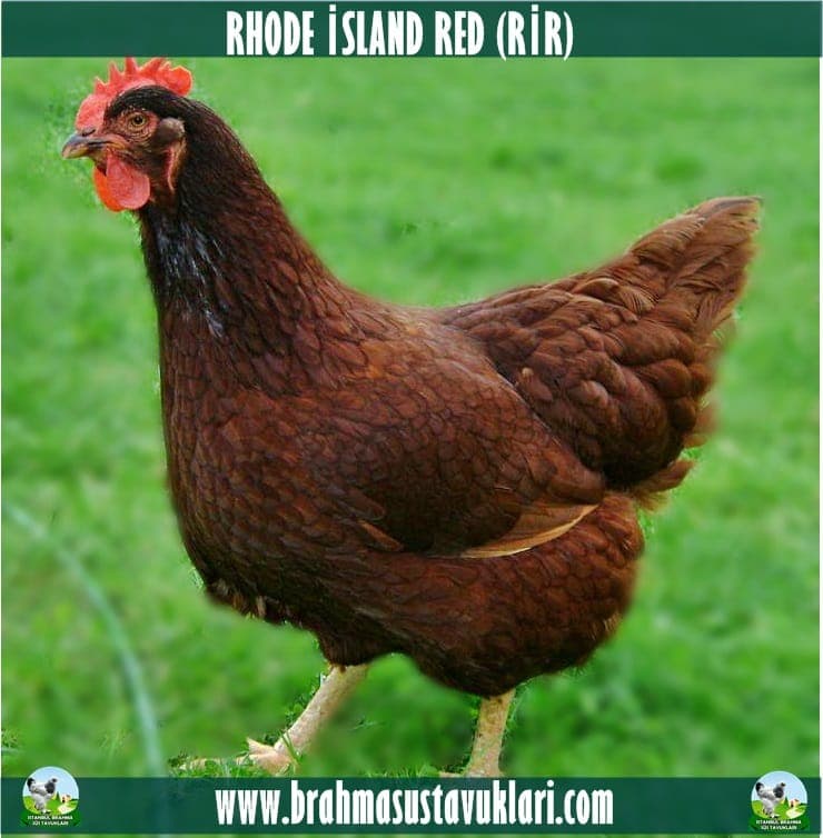 Rhode İsland Red Rir Tavukları Özellikleri
