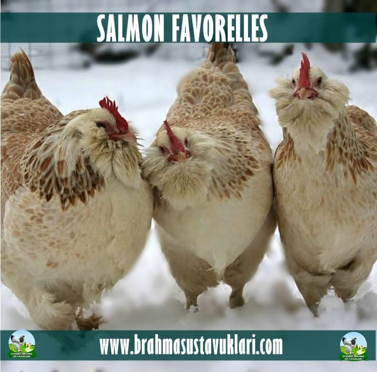 Salmon Faverolles Tavuk Özellikleri