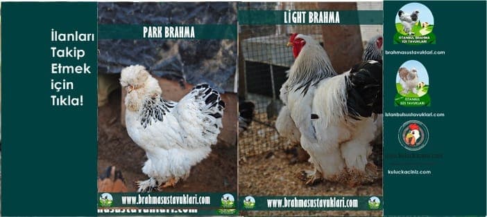 Gurk Tavuk Oturtma Gurk Tavuk Nedir