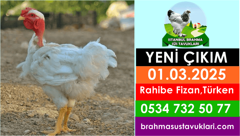 Yeni Çıkım 01.03.2025 - Rahibe Fizan,Türken