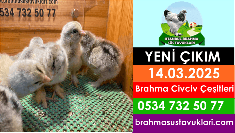 Yeni Çıkım 14.03.2025 - Brahma Civciv Çeşitleri