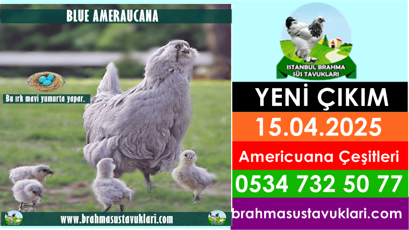 Yeni Çıkım 15.04.2025 - Americuana Civciv Çeşitleri