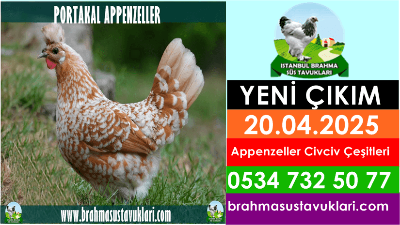 Yeni Çıkım 20.04.2025 - Appenzeller Civciv Çeşitleri