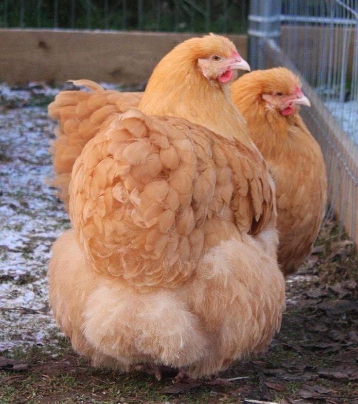 Orpington Tavuk Özellikleri Yumurtası